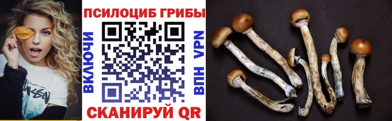 сколько стоит  Чехов  Псилоцибиновые грибы Psilocybe 